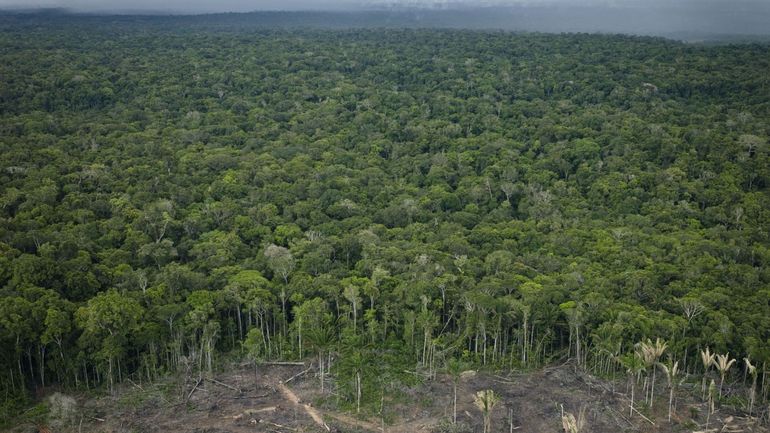 Climat : une partie de la forêt amazonienne abattue pour construire une autoroute en vue de la COP30