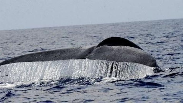 Une baleine de 39 millions d'années pourrait être l'animal le plus lourd de tous les temps