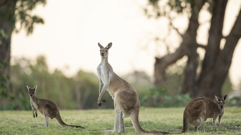 La Belgique, premier importateur européen de viande de kangourou : des aborigènes venus d'Australie pour demander 