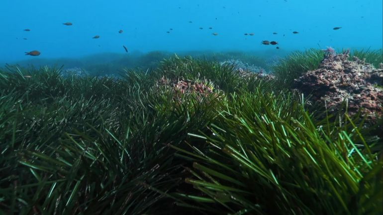 A Ibiza, l'Espagne tente de protéger sa plante poumon de la Méditerranée : la posidonie