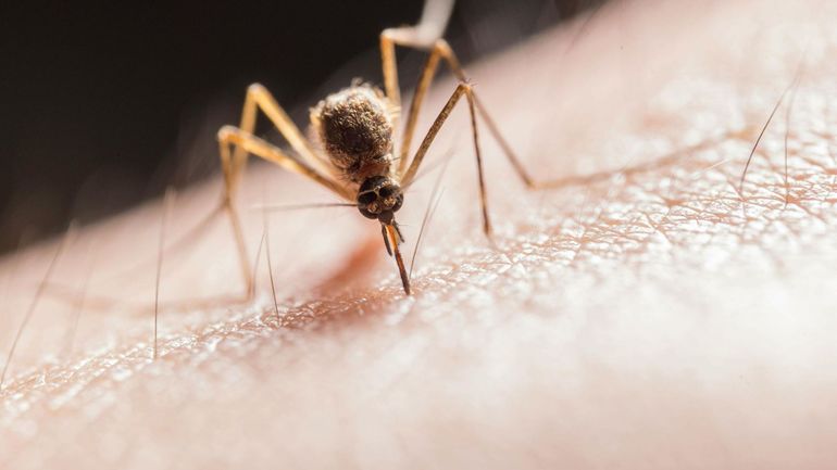 Moustiques : peut-on réellement les faire fuir ?