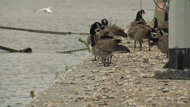 Les oies bernaches, une espèce envahissante à réguler en Wallonie