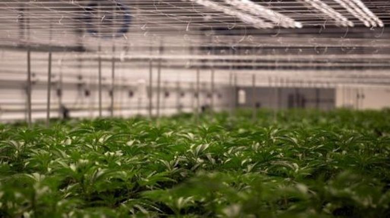Royaume-Uni : opération d'une ampleur inédite contre les plantations de cannabis
