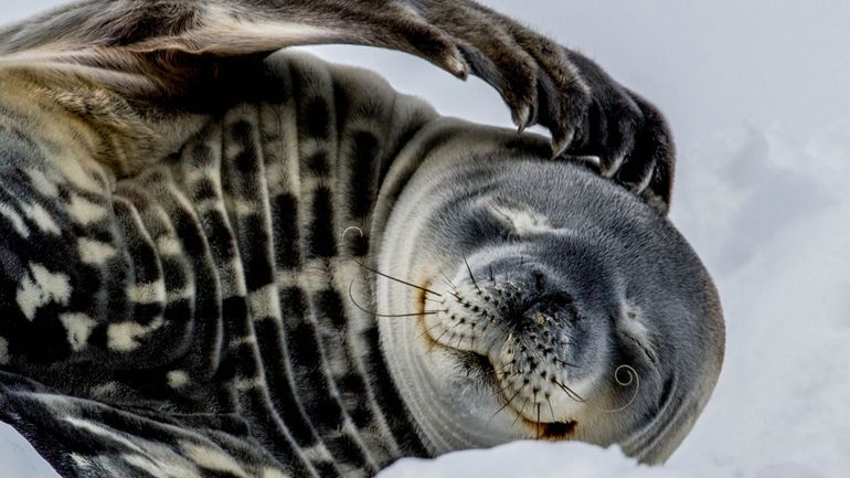 En Antarctique, des chercheurs évaluent la présence de mercure sur la peau des grands mammifères