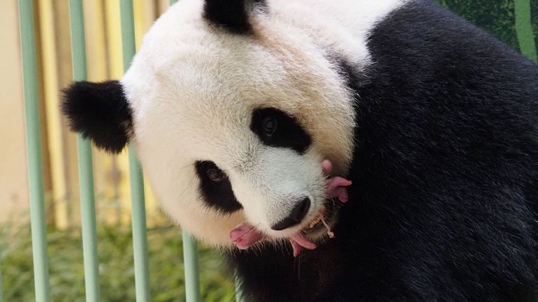 France : des jumelles en bonne santé pour agrandir la famille panda au Zoo de Beauval
