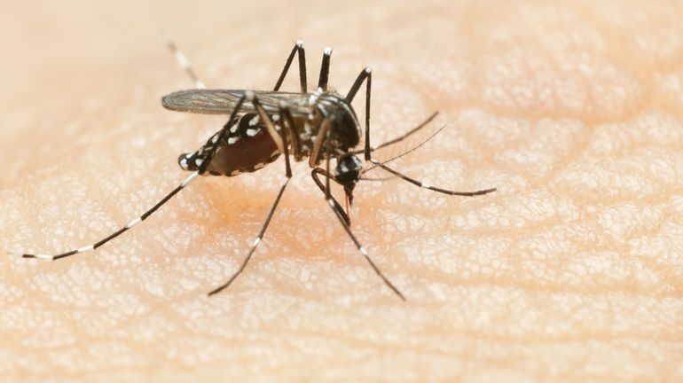 Une étude sur la dengue en Indonésie porteuse d'espoir pour contenir le virus