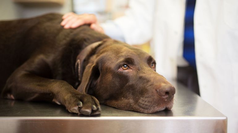 USA : une mystérieuse maladie tue des dizaines de chiens en seulement 3 jours