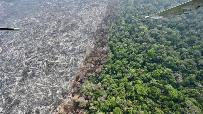 Le Parlement européen valide le report d'un an de la loi visant à bannir les produits issus de la déforestation