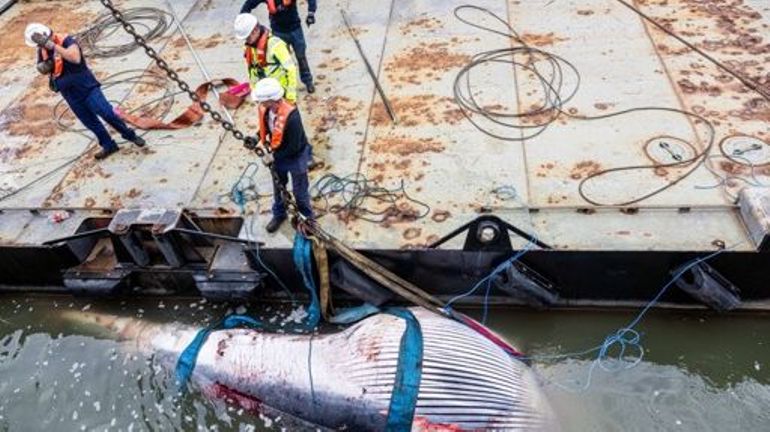 Le cadavre du cétacé échoué dans le port d'Anvers a été évacué