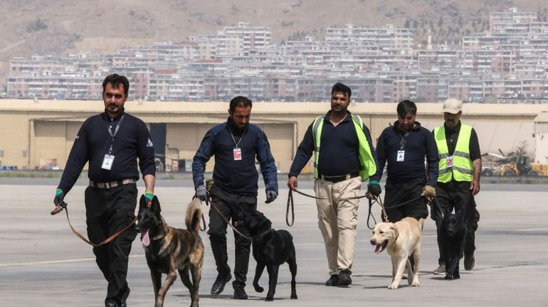 Afghanistan : les chiens de l'aéroport de Kaboul vont reprendre du service