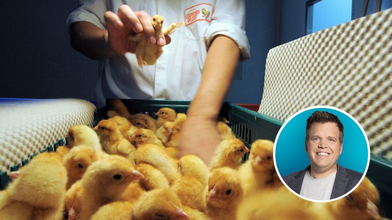 Le bien-être animal, une question dépolitisée ?
