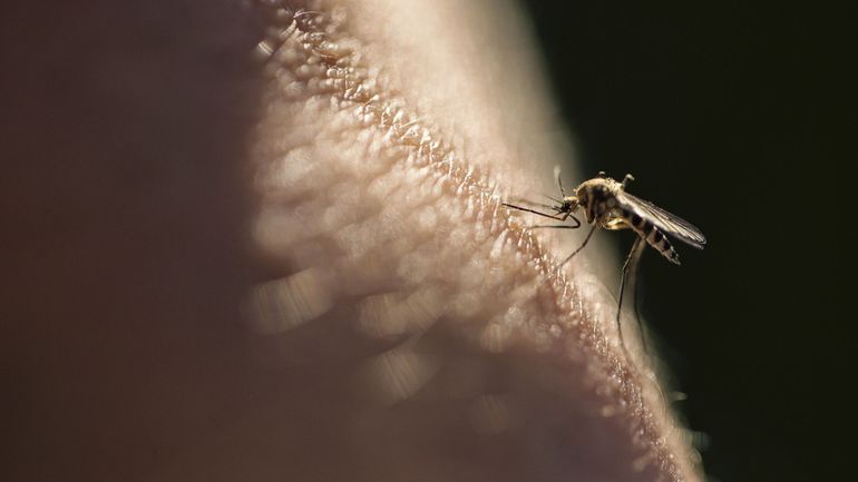 La saison des insectes retardée, mais les mouches et les moustiques arrivent en force