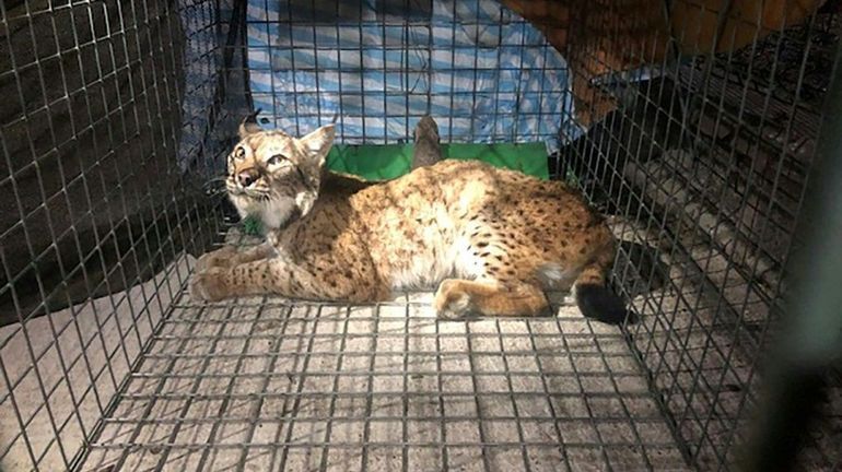 France : un lynx secouru par une association dans le Jura après une blessure par balle