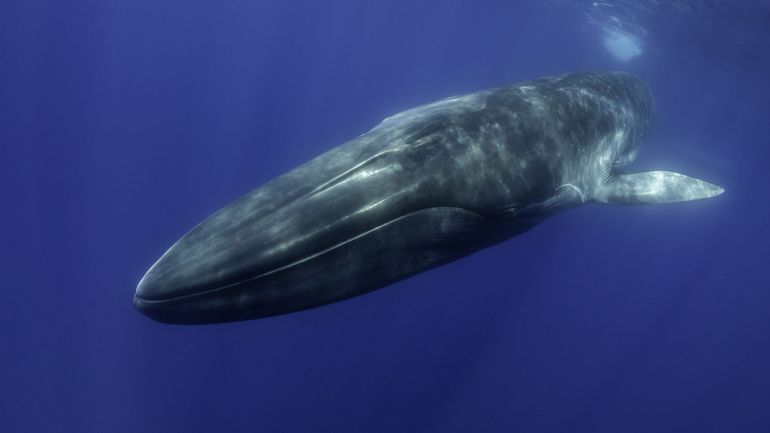 Pêche : le Japon étend sa chasse à la baleine au rorqual commun