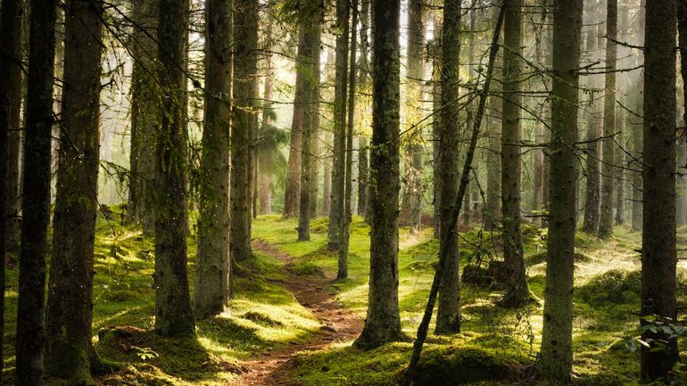 Une étude universitaire belge montre l'effet isolant des forêts