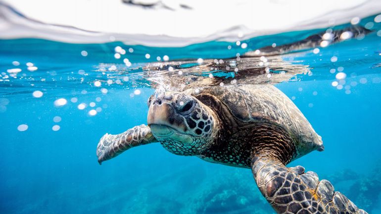 Biodiversité dans les océans : des scientifiques mettent en évidence l'efficacité de concevoir de très vastes aires marines protégées