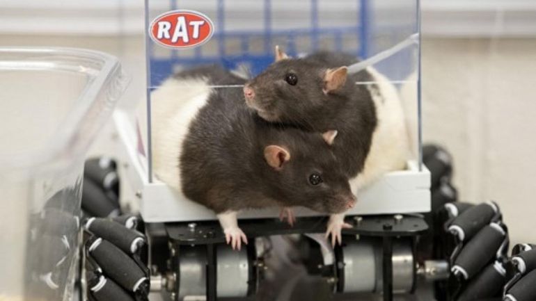 GAIA appelle les gouvernements régionaux à abolir les expérimentations animales
