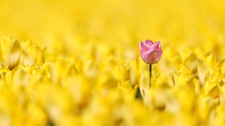 Les célèbres tulipes des Pays-Bas, sous haute protection face à l'afflux de touristes