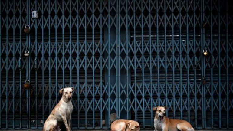 Inde: la Cour suprême ordonne le placement des chiens errants de Delhi dans des refuges
