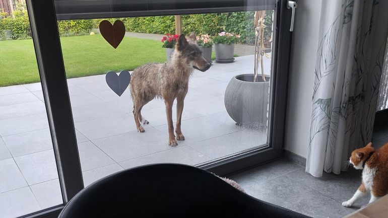 Insolite : un loup téméraire s'invite sur la terrasse de particuliers en Flandre