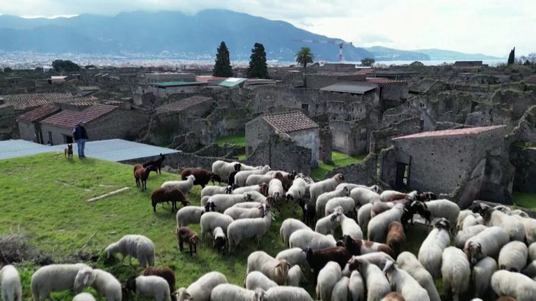 Italie : les moutons mis à contribution pour préserver le paysage sur le site des ruines de Pompei