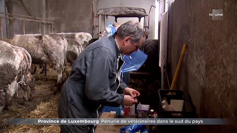 Il manque des vétérinaires en Province de Luxembourg : 