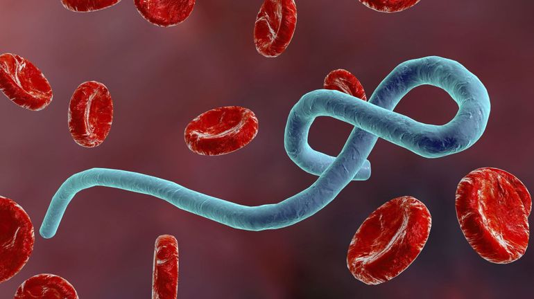 Six nouveaux cas d'Ebola en Ouganda après un premier mort, selon l'OMS