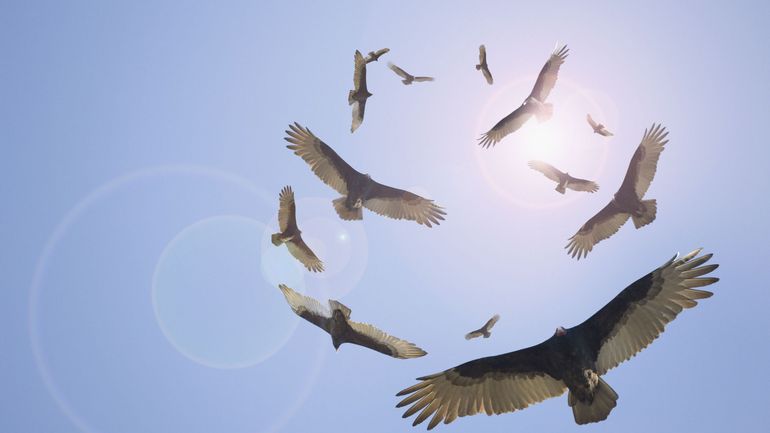 Plus de 150 vautours en danger empoisonnés en Afrique Australe