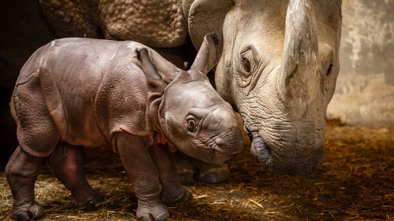 Carnet rose au zoo de Planckendael : un rhinocéros indien est né ce jeudi