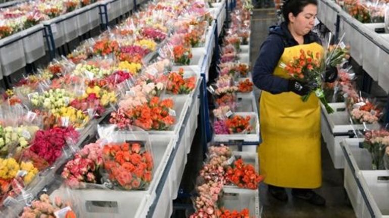 La Colombie a exporté 700 millons de fleurs pour la Saint-Valentin