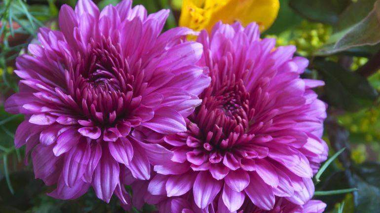 Les chrysanthèmes, ce n'est pas que les pomponettes !