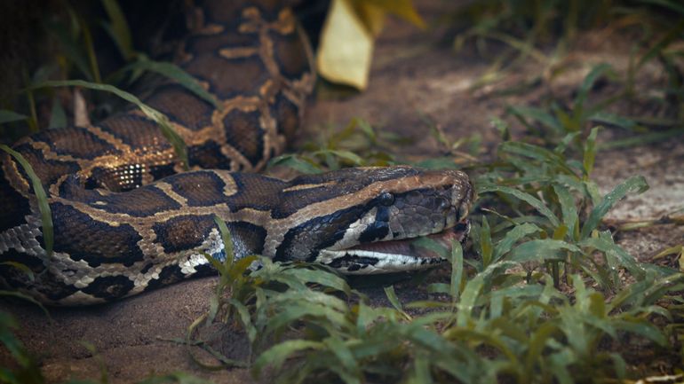 #Investigation : le coût phénoménal des espèces invasives