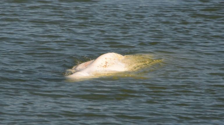 Béluga coincé dans la Seine : 