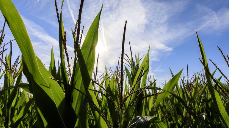 L'Union européenne rate sa cible en matière de soutien à l'agriculture bio, pointe la Cour des comptes