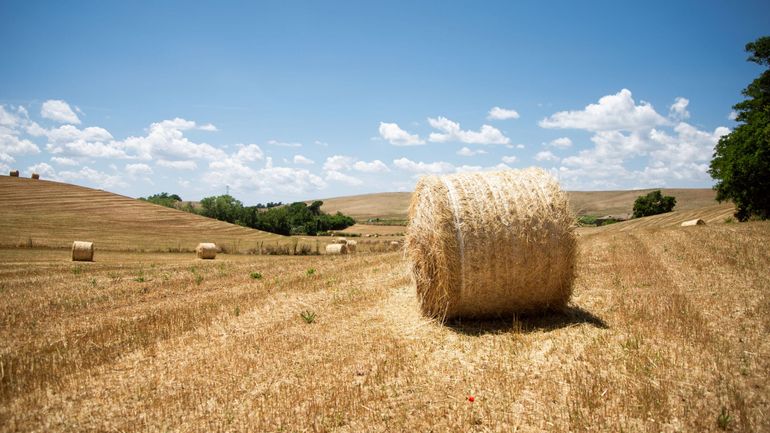 Sécheresse en Italie : l'agriculture risque d'être privée d'eau dans 3 semaines dans le centre et sud de la péninsule