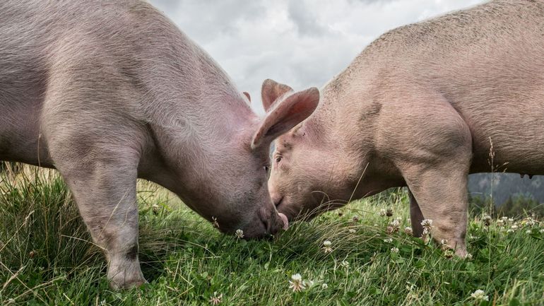 Peste porcine : l'exportation de viande de porc belge est à nouveau possible vers 21 pays grâce à l'Afsca