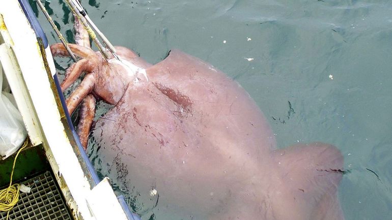 Japon : des plongeurs filment un calamar géant de 2,5 m de long en pleine mer
