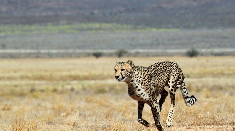 L'Afrique du Sud va envoyer plus de 100 guépards en Inde pour réintroduire l'espèce