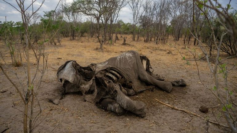 Zimbabwe : au moins 100 éléphants sont morts par manque d'eau
