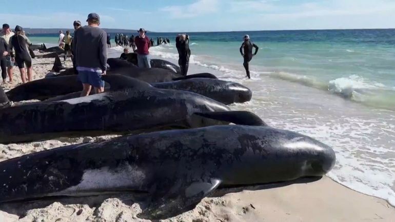 Australie : des dizaines de dauphins pilotes s'échouent sur une plage
