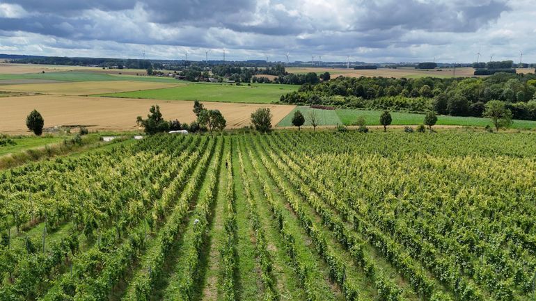 S’il y a un bel avenir dans les vins wallons, tout n’est pas parfait : "Mais la qualité est là"