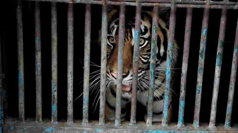 Coronavirus : deux tigres de Sumatra infectés au coronavirus dans un zoo