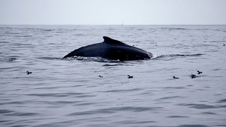 France : une baleine de 19 mètres s'échoue dans le port de Calais
