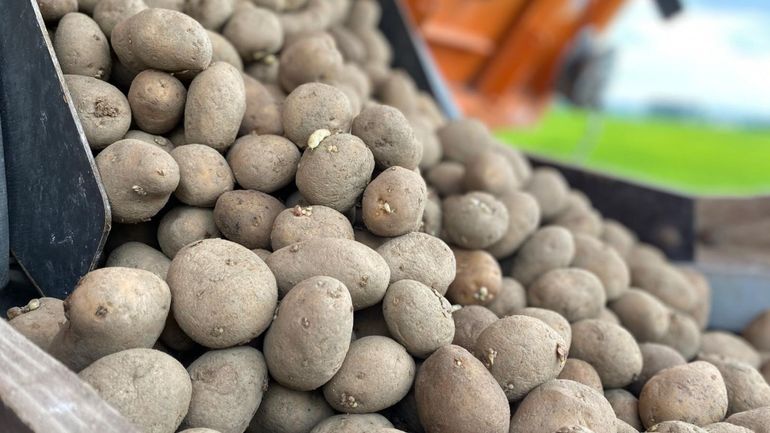 Planter les pommes de terre à la mi-juin, même les plus anciens agriculteurs n'ont jamais vu ça