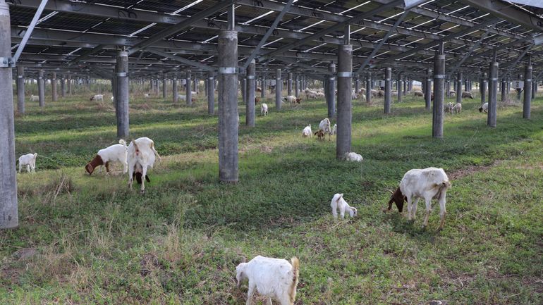 "L’agrivoltaïsme en Wallonie est une nouvelle menace pour les agriculteurs": les associations se mobilisent