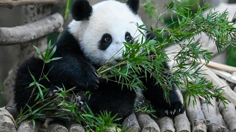 Comment le panda est-il devenu végétarien ? La découverte d'un fossile répond