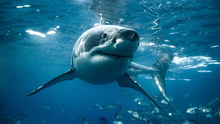 Les requins tués à un rythme alarmant malgré les réglementations, selon une nouvelle étude