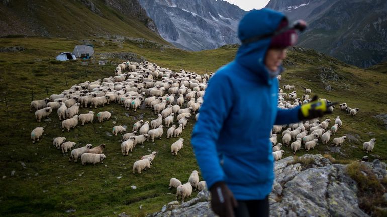 Une nuit dans les Alpes suisses à effrayer le loup pour mieux le protéger, lui& Et les troupeaux de moutons