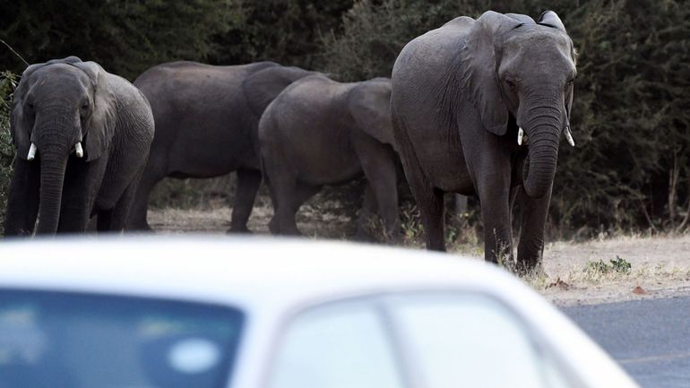 Le Botswana veut délivrer près de 300 permis de chasse d'éléphants