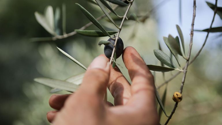 Huile d’olive : enfin de meilleures perspectives après un envol historique des prix ?